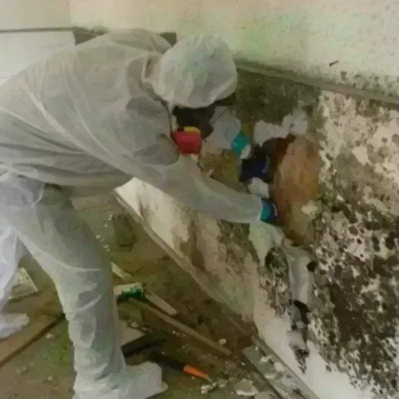 Mold Remediation and Removal in Green Acres, CA